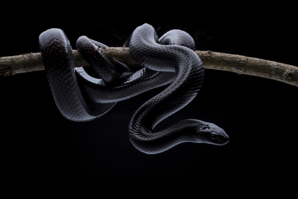 King Snake von Shikhei Goh