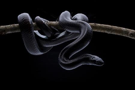 King Snake