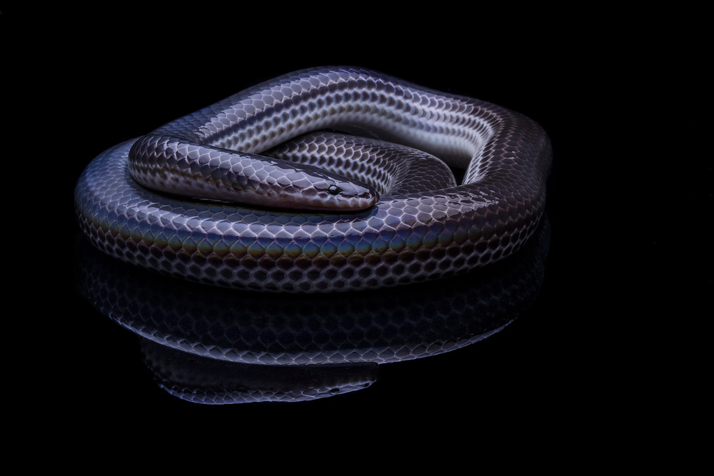 Rainbow Snake von Shikhei Goh