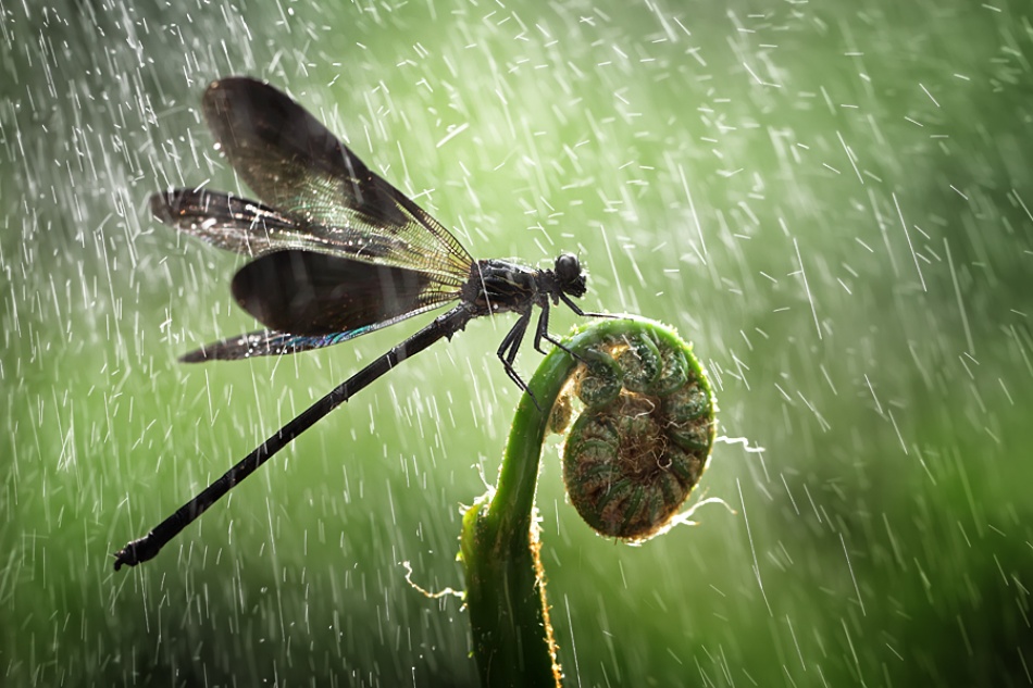 raining von Shikhei Goh