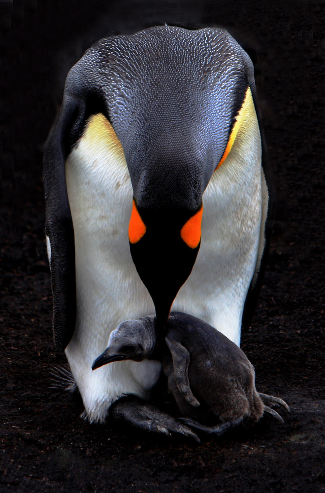 Mother and Baby von Shirley Chang