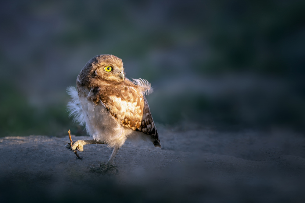 Baby Owl von Shirley Ji