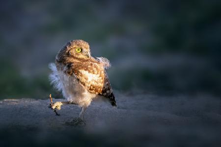 Baby Owl