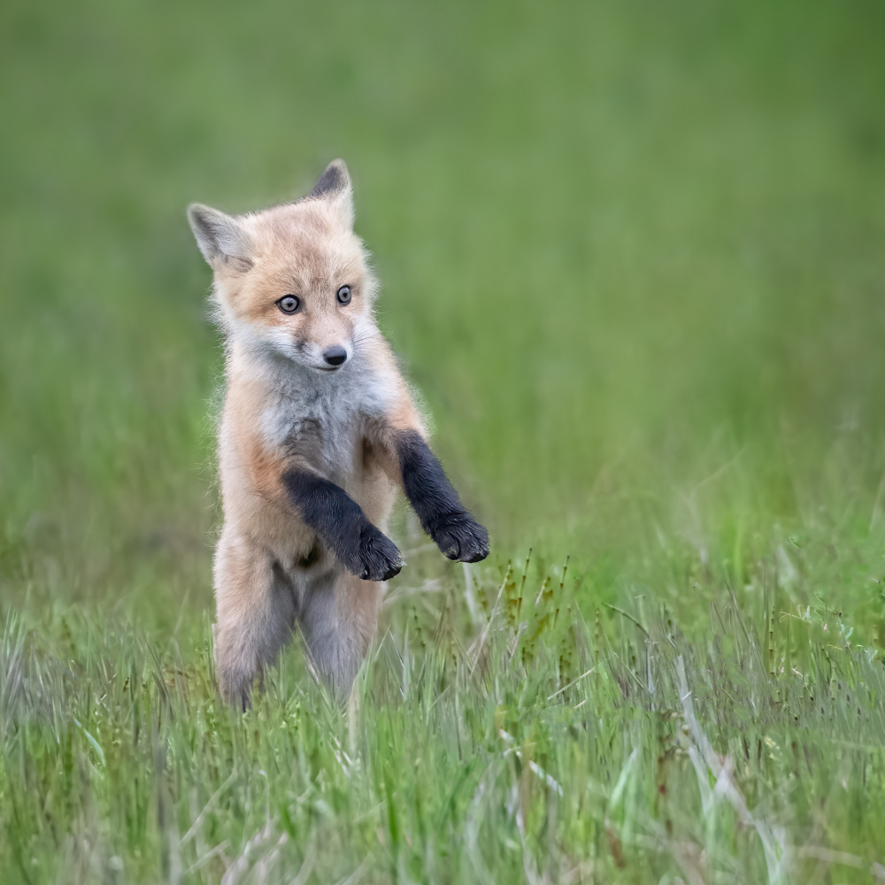 Baby Fox von Shirley Ji