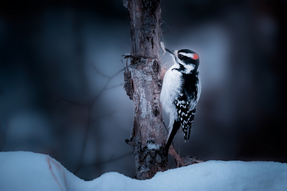 Downy Woodpecker von Shirley Ji