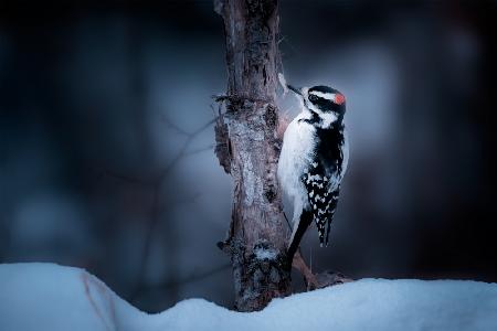 Downy Woodpecker