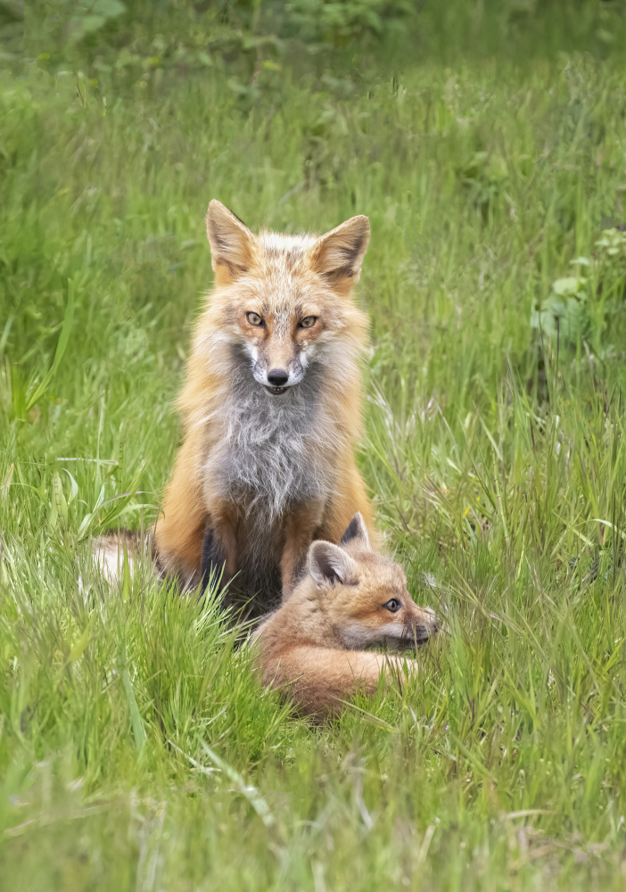 Foxes von Shirley Ji