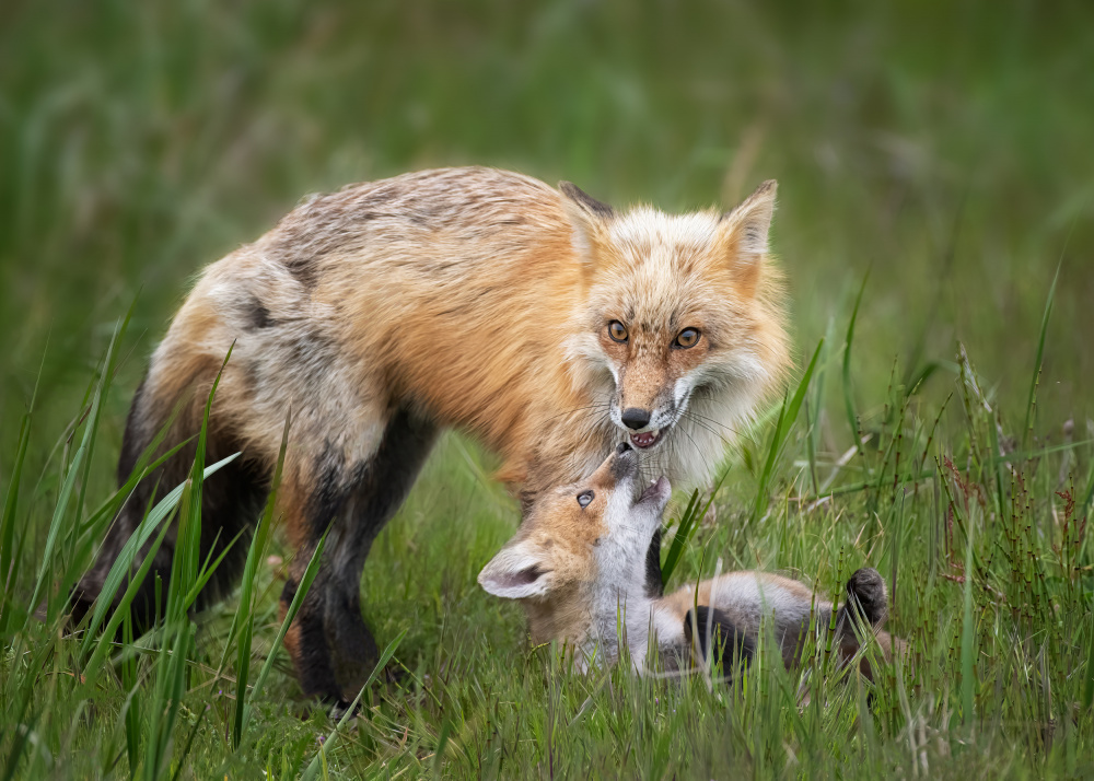 Foxes von Shirley Ji