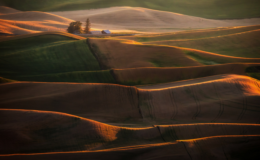 Palouse Fields von Shirley Ji