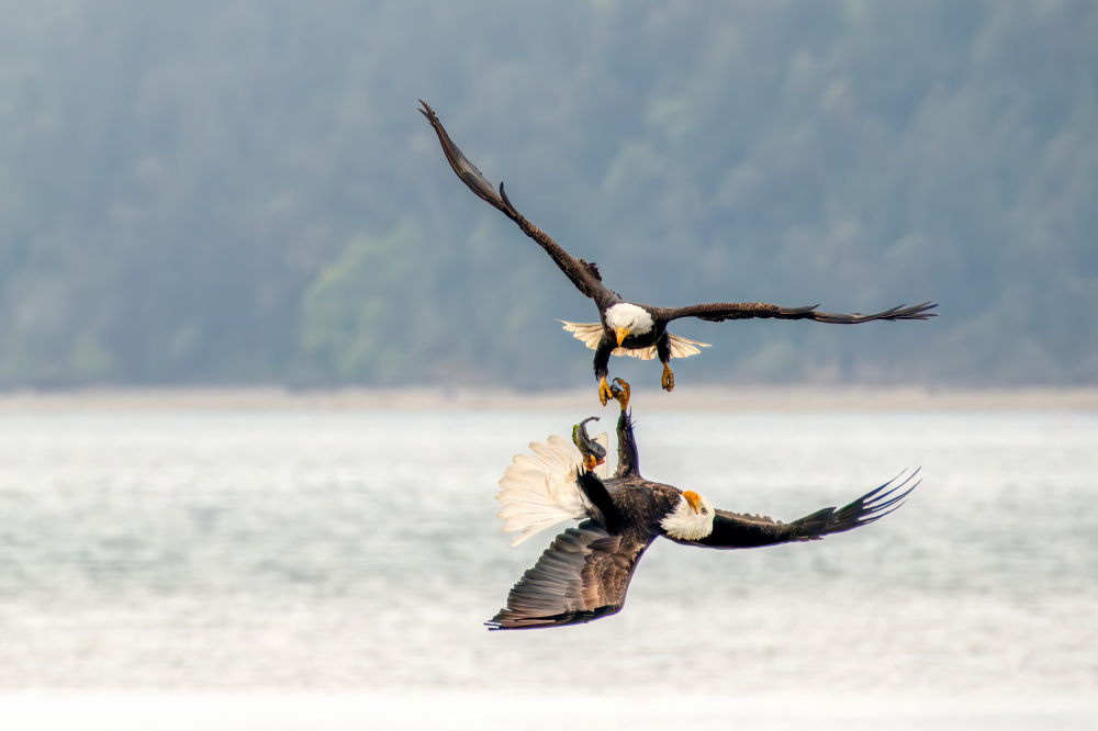 Bald Eagles von Shirley Ji