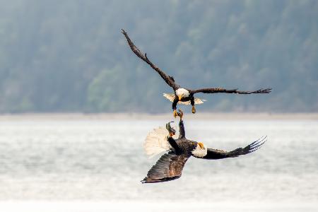 Bald Eagles