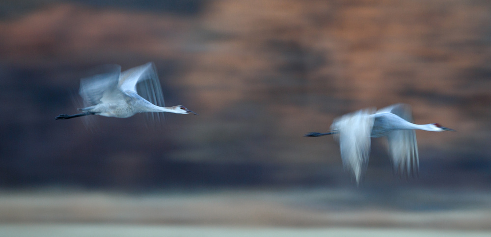 Chasing through Autumn von Shirley Shen