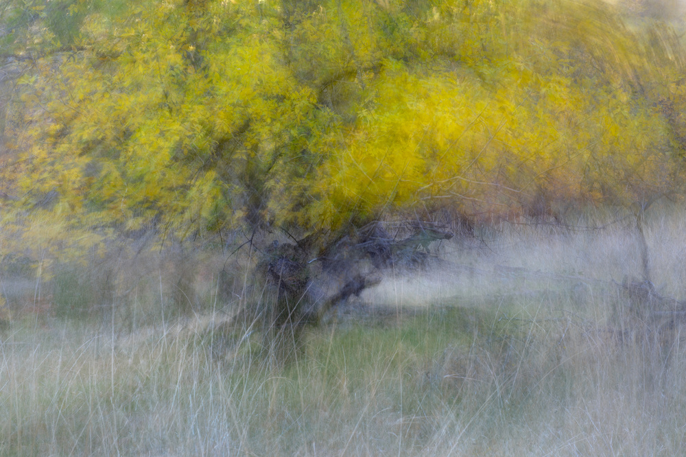 The Tree in the Fall von Shirley Shen