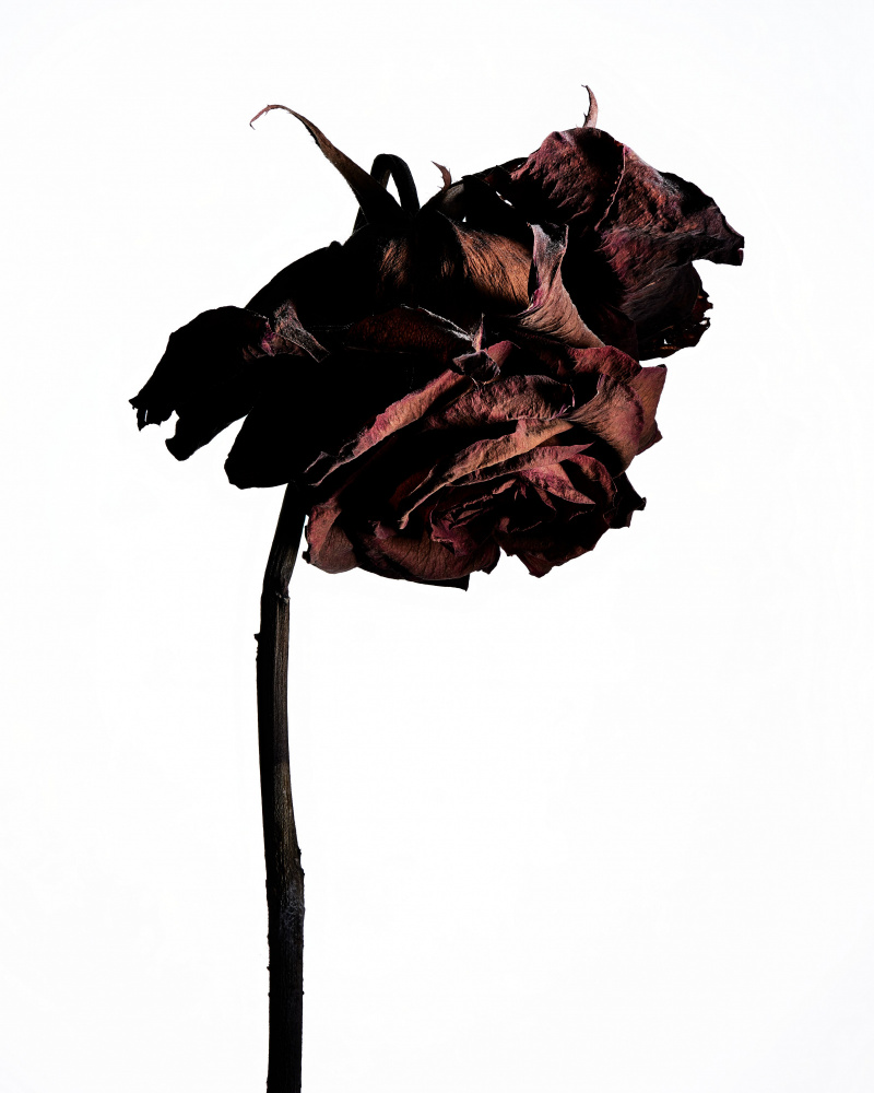 dried flower von Shiro Miyake