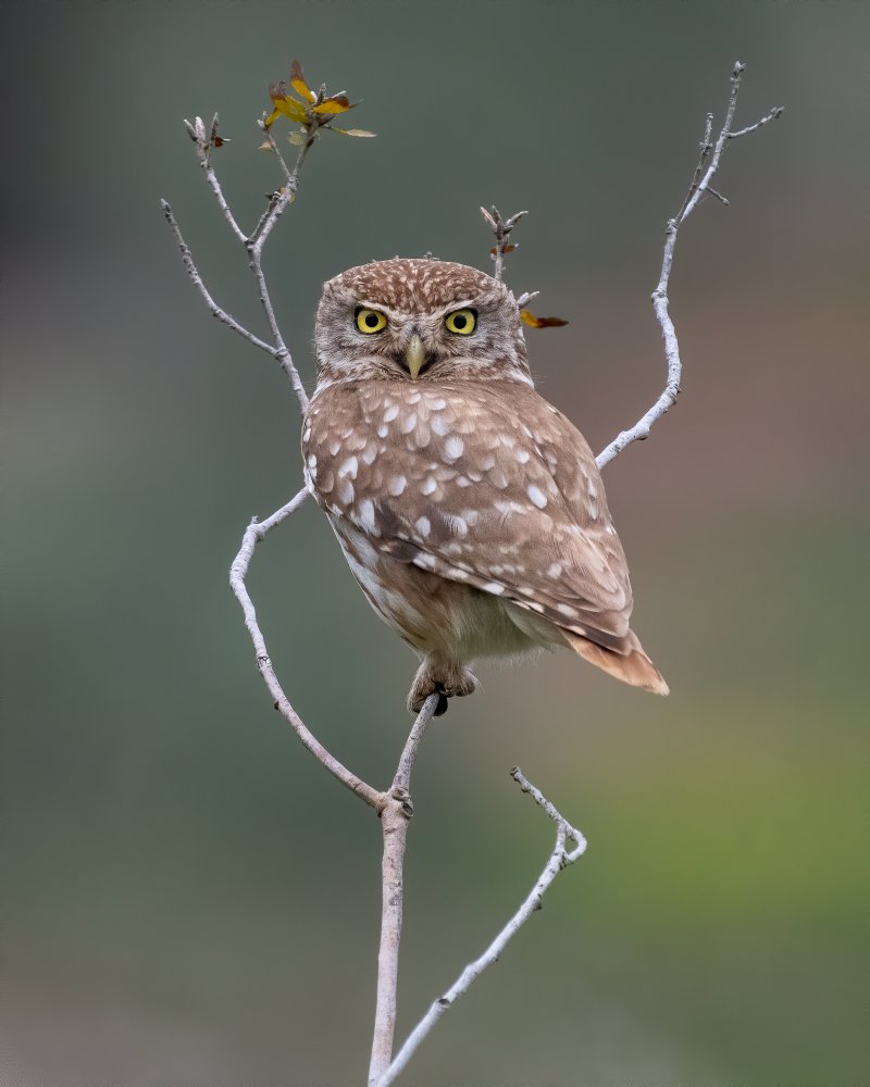 Owl von Shlomitova