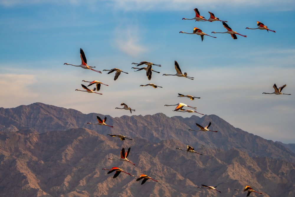 Flamingos von Shlomitova