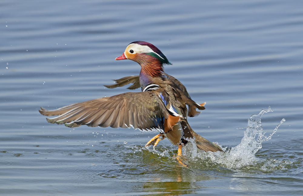 Walking on water von Shlomo Waldmann