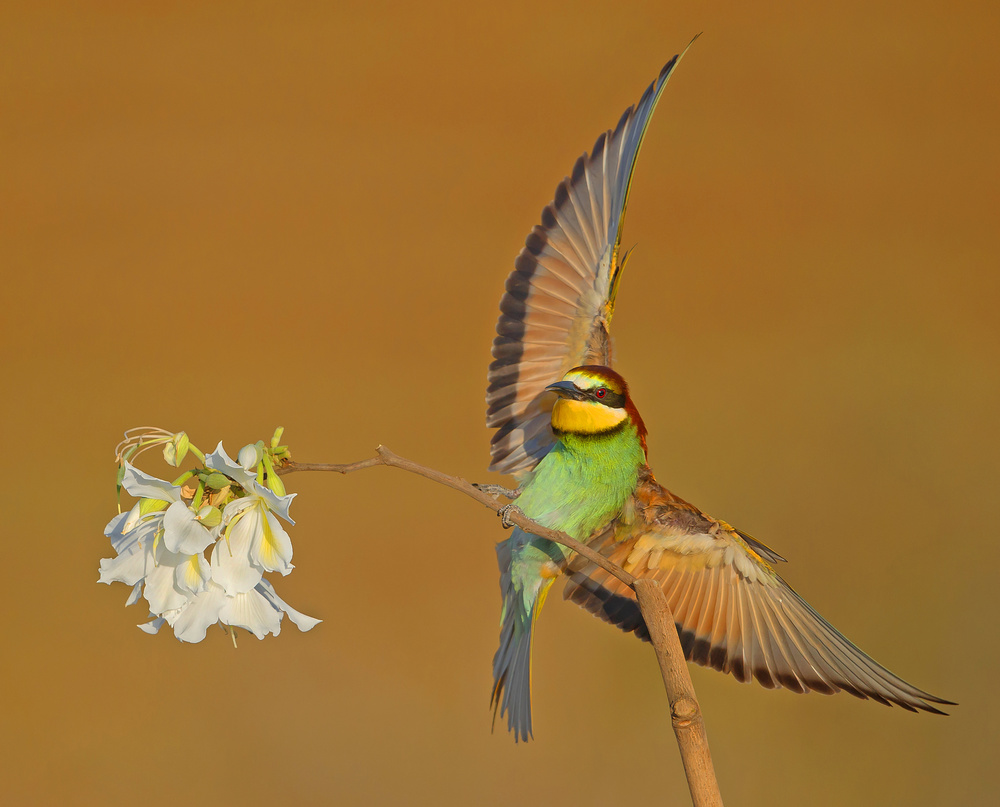 Bee-eater.. von Shlomo Waldmann