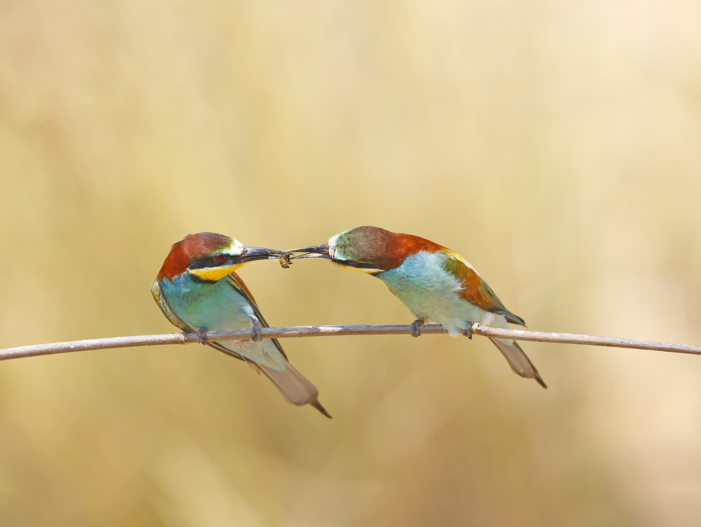 Bee-eaters von Shlomo Waldmann