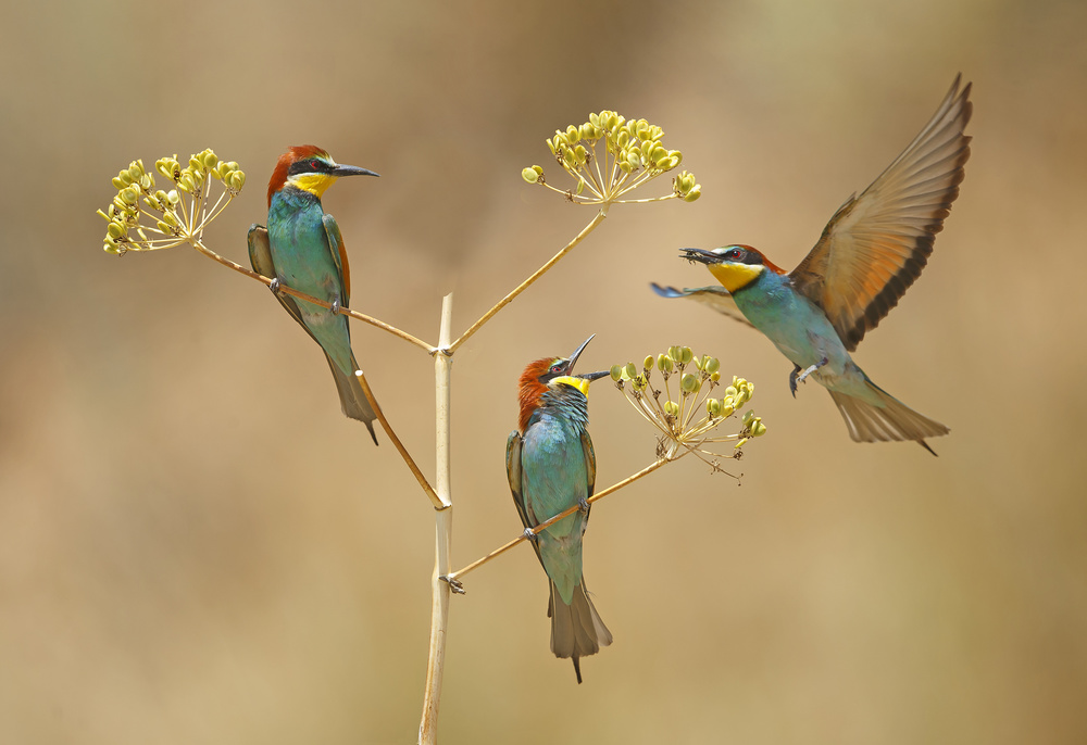 Bee-eaters - who will earn the Bee... von Shlomo Waldmann