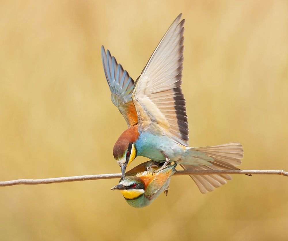 Bee-eaters love von Shlomo Waldmann