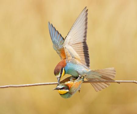 Bee-eaters love