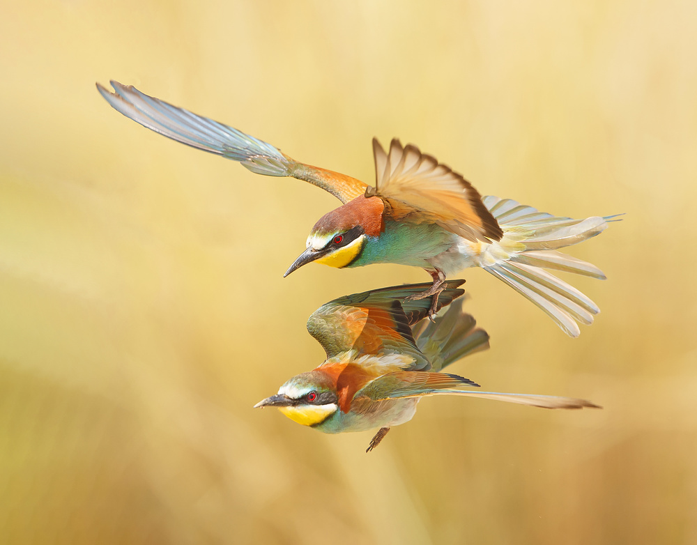 Bee-eaters - couple flying together von Shlomo Waldmann