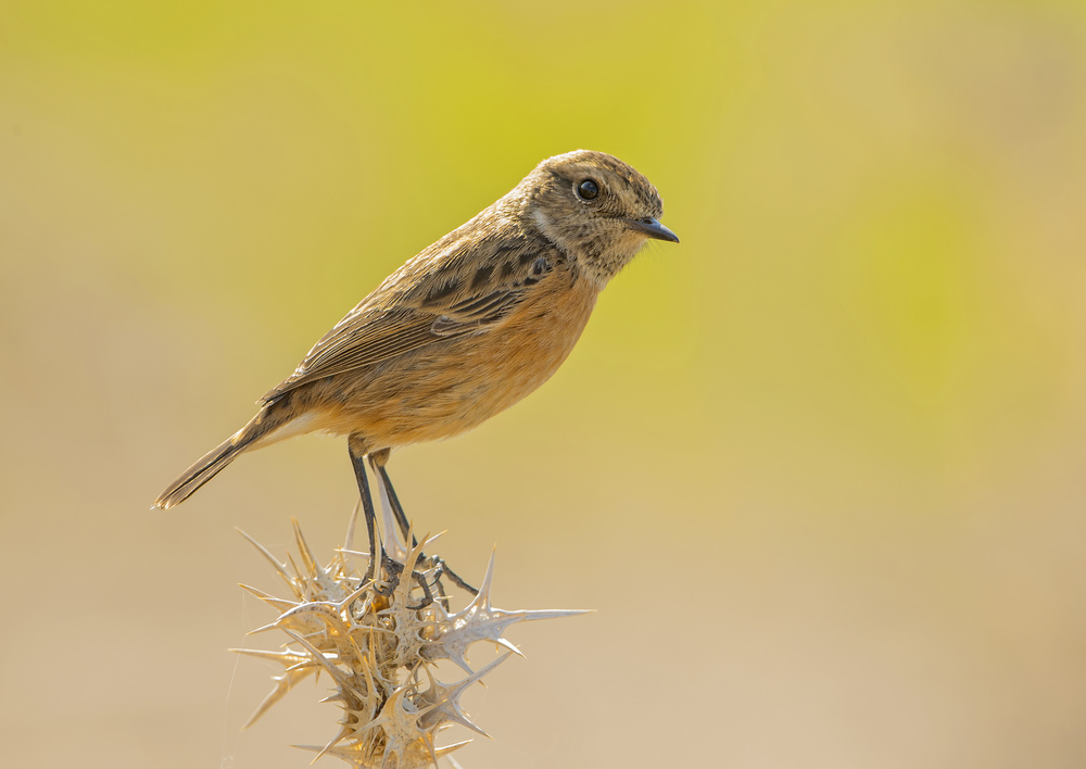 Whinchat von Shlomo Waldmann