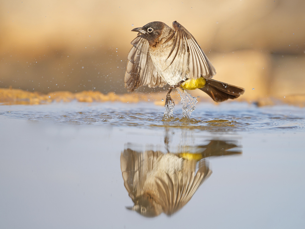 Bulbul von Shlomo Waldmann