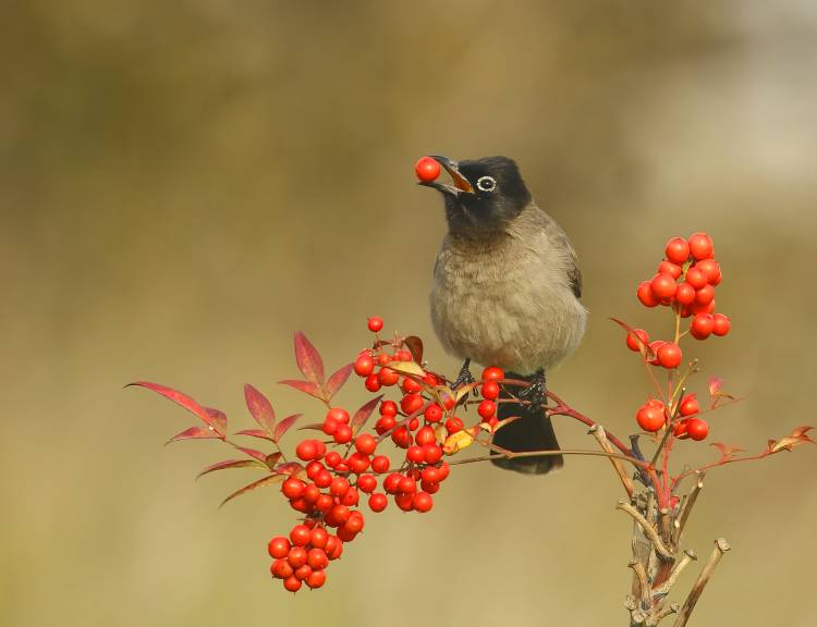 Bulbul with Nandina von Shlomo Waldmann