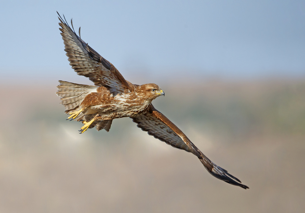 Buzzard von Shlomo Waldmann