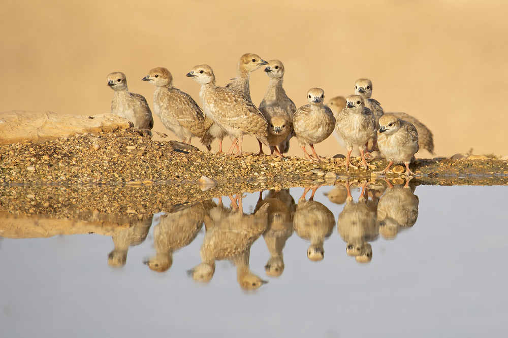 Chukar , Juveniles von Shlomo Waldmann