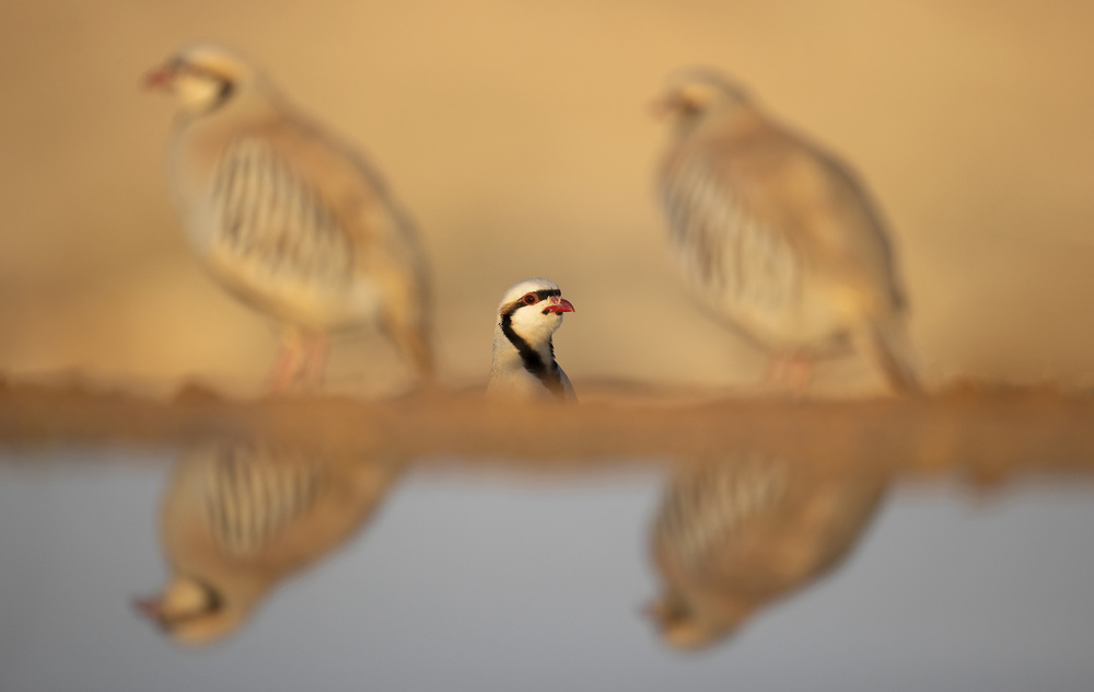 Chukars von Shlomo Waldmann