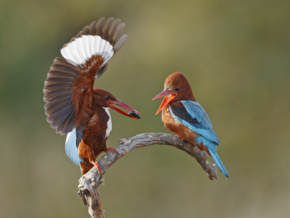 Feeding the spouse von Shlomo Waldmann