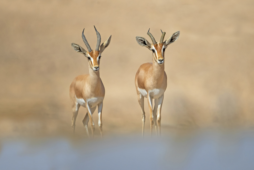 Dorcas Gazelle von Shlomo Waldmann