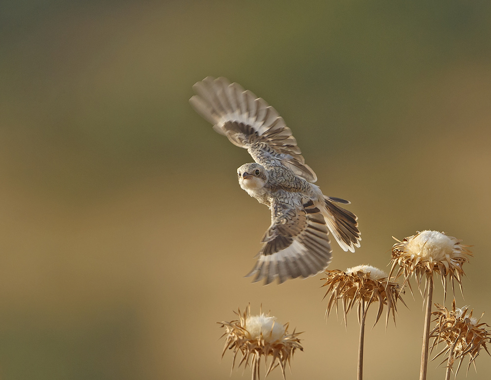 A young Woodchat Shrike looks into my camera von Shlomo Waldmann