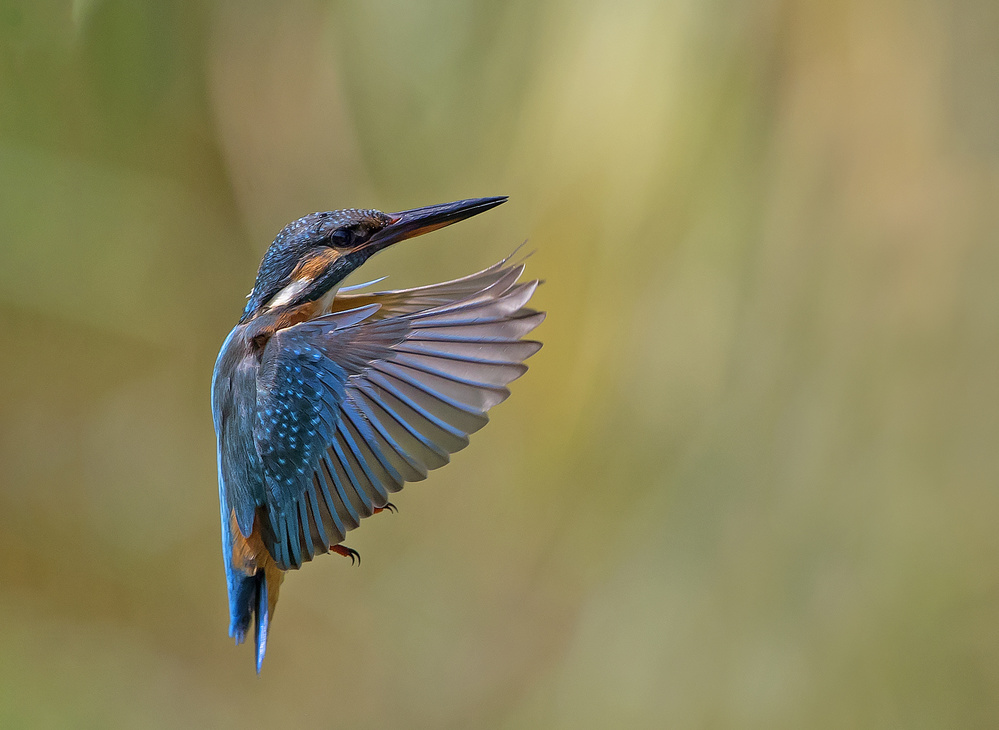 Common Kingfisher von Shlomo Waldmann