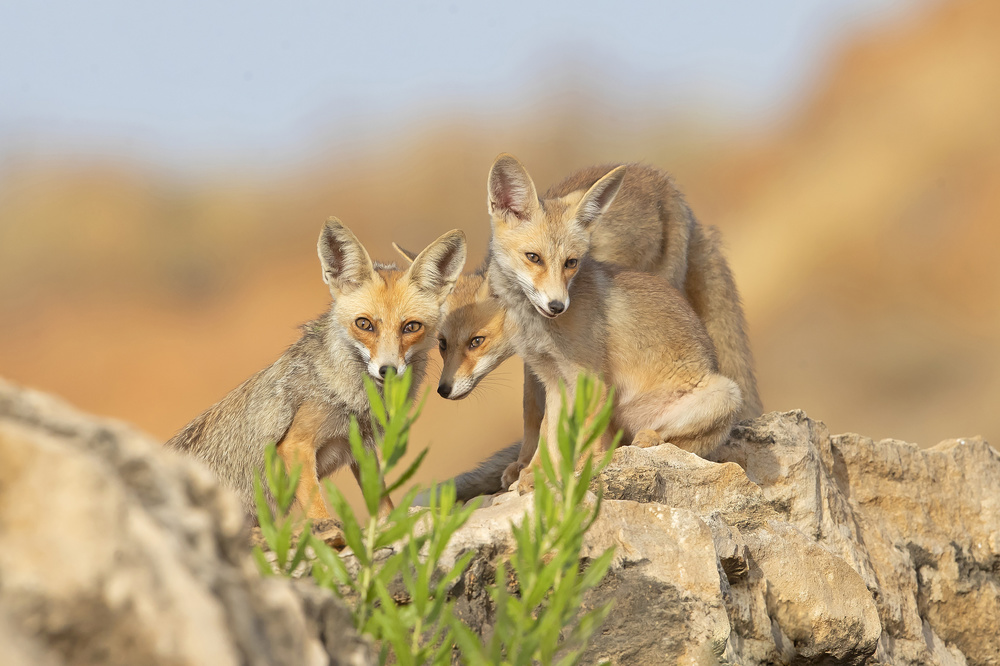 Fox family von Shlomo Waldmann