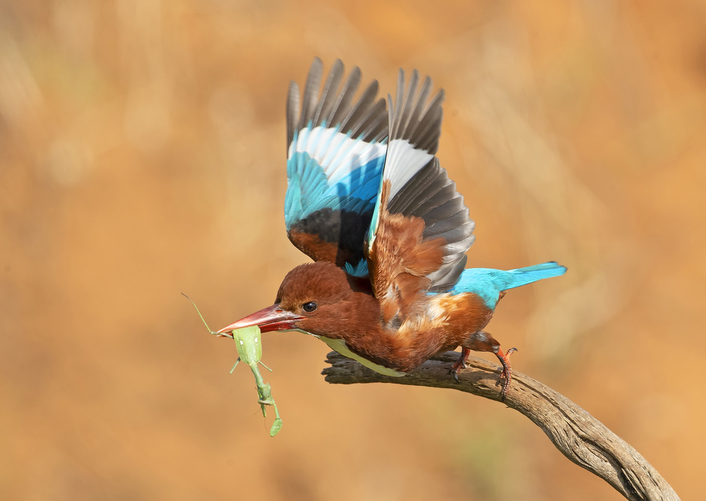 Flight of Grasshopper von Shlomo Waldmann