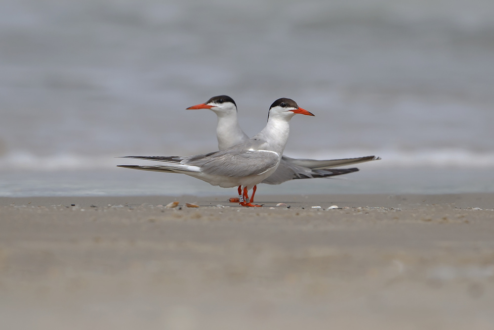 Common Tern von Shlomo Waldmann