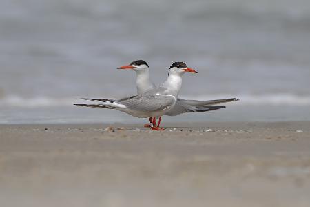 Common Tern