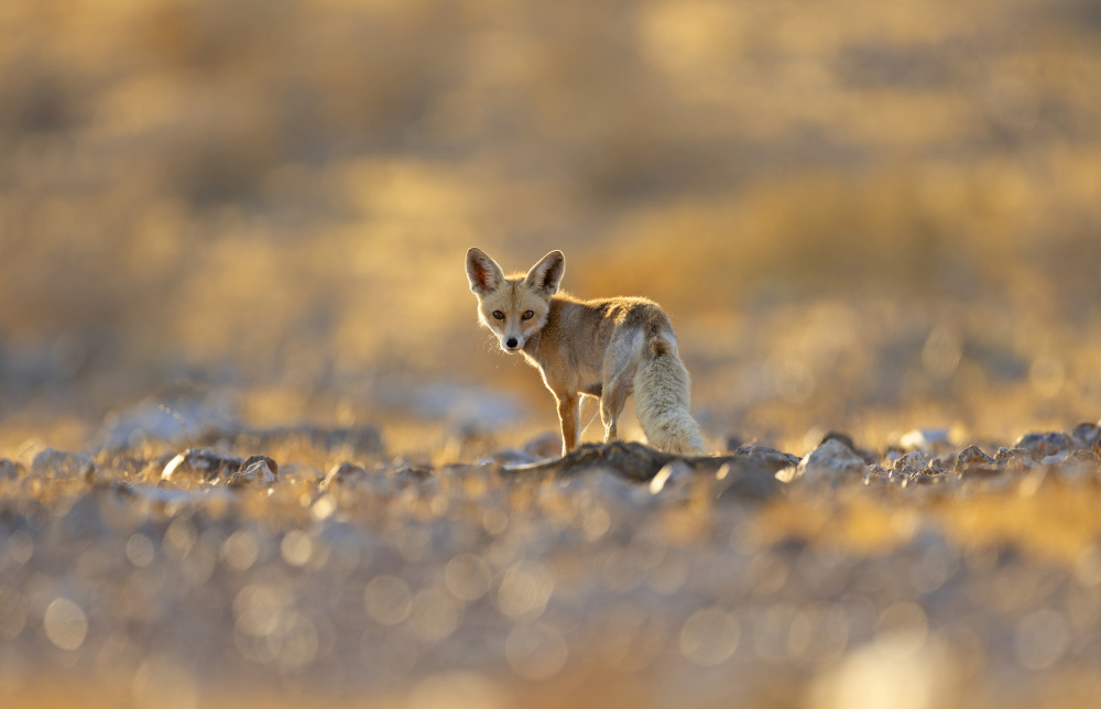 Fox on Sunset von Shlomo Waldmann