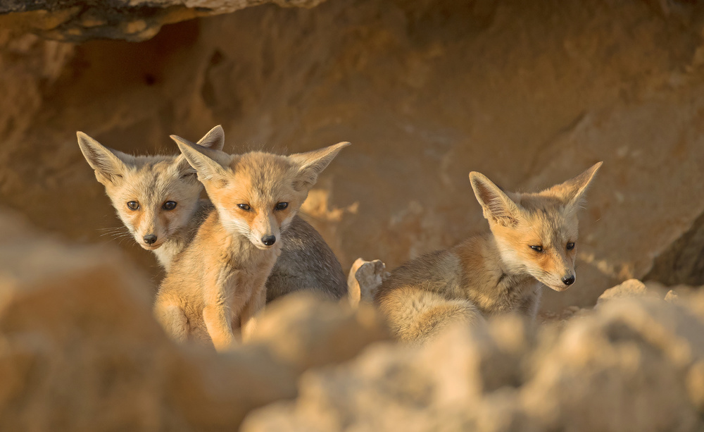 Foxes cubs on Sunset von Shlomo Waldmann