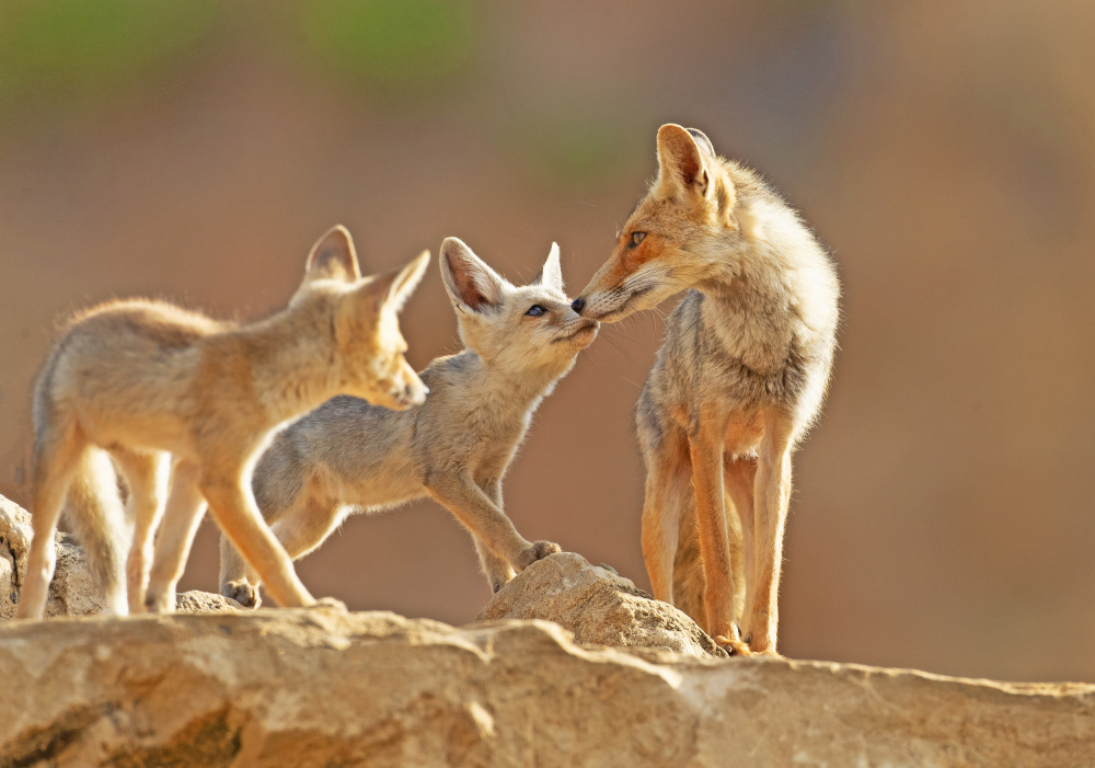 Fox care von Shlomo Waldmann