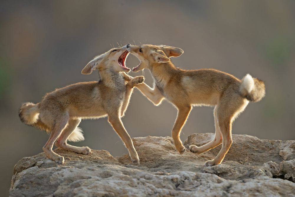 FOXES von Shlomo Waldmann