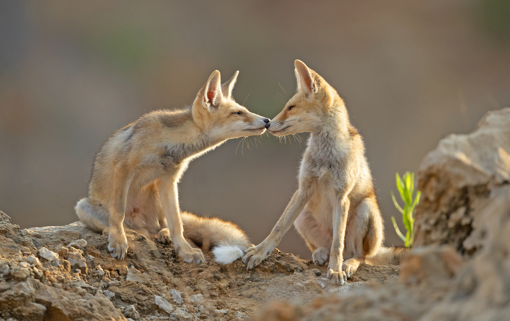 Foxes , Kiss von Shlomo Waldmann