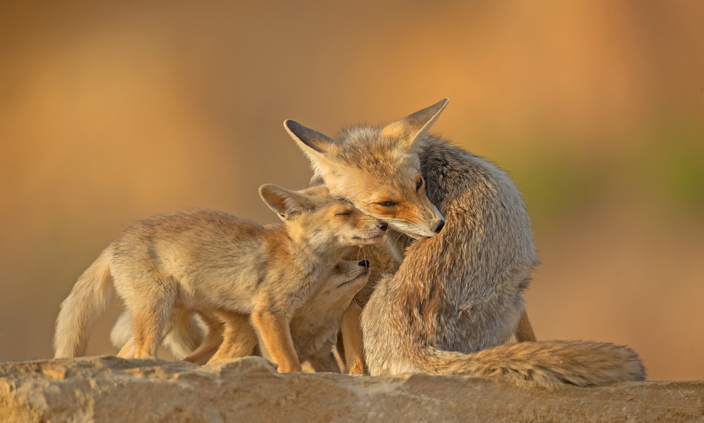 Foxes, Motherhood. von Shlomo Waldmann