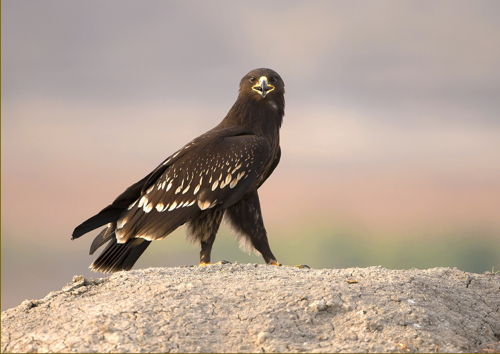 Spotted Eagle von Shlomo Waldmann