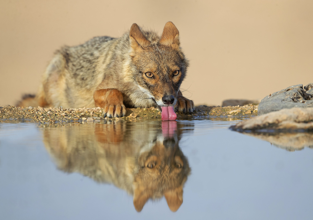 Golden Jackal von Shlomo Waldmann