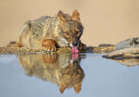 Golden Jackal